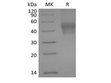 CD24 Protein - Recombinant Human Signal Transducer CD24/CD24 (C-mFC)