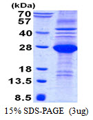 CD244 Protein