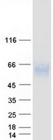 CD244 Protein - Purified recombinant protein CD244 was analyzed by SDS-PAGE gel and Coomassie Blue Staining