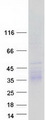 CD244 Protein - Purified recombinant protein CD244 was analyzed by SDS-PAGE gel and Coomassie Blue Staining