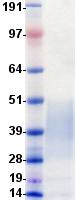 CD27 Protein