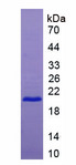 CD27 Protein - Recombinant Tumor Necrosis Factor Receptor Superfamily, Member 7 By SDS-PAGE