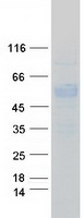 CD27 Protein - Purified recombinant protein CD27 was analyzed by SDS-PAGE gel and Coomassie Blue Staining