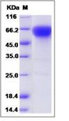 CD27 Protein
