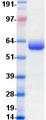 CD274 / B7-H1 / PD-L1 Protein