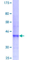 CD274 / B7-H1 / PD-L1 Protein - 12.5% SDS-PAGE Stained with Coomassie Blue.