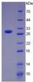 CD274 / B7-H1 / PD-L1 Protein - Recombinant Programmed Cell Death Protein 1 Ligand 1 By SDS-PAGE