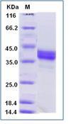 CD274 / B7-H1 / PD-L1 Protein