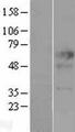 CD275 / B7-H2 / ICOS Ligand Protein - Western validation with an anti-DDK antibody * L: Control HEK293 lysate R: Over-expression lysate