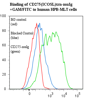 CD275 / B7-H2 / ICOS Ligand Protein