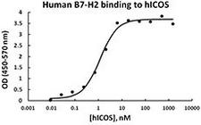CD275 / B7-H2 / ICOS Ligand Protein - Recombinant human B7-H2-Fc Chimera is able to bind recombinant human ICOS protein in a dose dependent manner. The kD value of this binding is <5.0 nM.