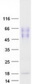 CD275 / B7-H2 / ICOS Ligand Protein - Purified recombinant protein ICOSLG was analyzed by SDS-PAGE gel and Coomassie Blue Staining