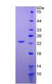 CD276 / B7-H3 Protein - Active Cluster Of Differentiation 276 (CD276) by SDS-PAGE