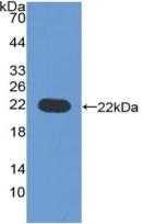 CD276 / B7-H3 Protein - Active Cluster Of Differentiation 276 (CD276) by WB