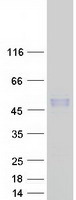 CD276 / B7-H3 Protein - Purified recombinant protein CD276 was analyzed by SDS-PAGE gel and Coomassie Blue Staining