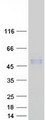 CD276 / B7-H3 Protein - Purified recombinant protein CD276 was analyzed by SDS-PAGE gel and Coomassie Blue Staining