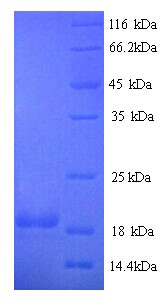 CD27L / CD70 Protein