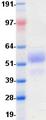 CD28 Protein