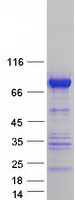 CD2AP Protein - Purified recombinant protein CD2AP was analyzed by SDS-PAGE gel and Coomassie Blue Staining