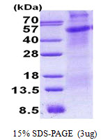 CD30 Protein