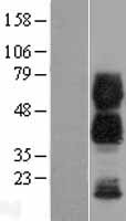 CD300A Protein - Western validation with an anti-DDK antibody * L: Control HEK293 lysate R: Over-expression lysate