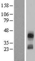 CD300C Protein - Western validation with an anti-DDK antibody * L: Control HEK293 lysate R: Over-expression lysate