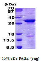 CD300C Protein