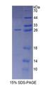 CD300C Protein - Recombinant  Immunoglobulin Superfamily, Member 16 By SDS-PAGE