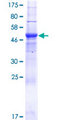 CD300LB Protein - 12.5% SDS-PAGE of human CD300LB stained with Coomassie Blue