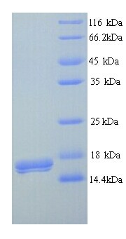 CD300LB Protein