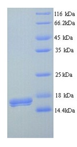 CD300LB Protein