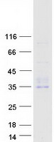 CD302 Protein - Purified recombinant protein CD302 was analyzed by SDS-PAGE gel and Coomassie Blue Staining