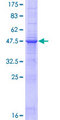 CD30L / CD153 Protein - 12.5% SDS-PAGE of human TNFSF8 stained with Coomassie Blue