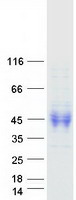 CD30L / CD153 Protein - Purified recombinant protein TNFSF8 was analyzed by SDS-PAGE gel and Coomassie Blue Staining