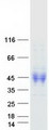 CD30L / CD153 Protein - Purified recombinant protein TNFSF8 was analyzed by SDS-PAGE gel and Coomassie Blue Staining