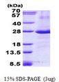 CD32A Protein