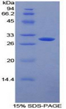 CD32A Protein - Recombinant Receptor II For The Fc Region Of Immunoglobulin G By SDS-PAGE