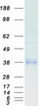 CD32A Protein - Purified recombinant protein FCGR2A was analyzed by SDS-PAGE gel and Coomassie Blue Staining