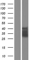 CD32B Protein - Western validation with an anti-DDK antibody * L: Control HEK293 lysate R: Over-expression lysate