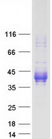CD32B Protein - Purified recombinant protein FCGR2B was analyzed by SDS-PAGE gel and Coomassie Blue Staining