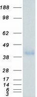 CD32B Protein - Purified recombinant protein FCGR2B was analyzed by SDS-PAGE gel and Coomassie Blue Staining