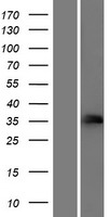 CD32C Protein - Western validation with an anti-DDK antibody * L: Control HEK293 lysate R: Over-expression lysate