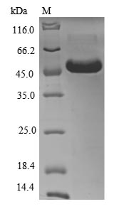 CD33 Protein - (Tris-Glycine gel) Discontinuous SDS-PAGE (reduced) with 5% enrichment gel and 15% separation gel.