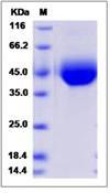 CD33 Protein
