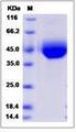 CD33 Protein