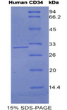CD34 Protein - Recombinant Cluster Of Differentiation 34 By SDS-PAGE
