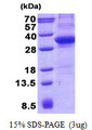 CD34 Protein