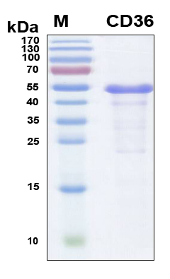 CD36 Protein - SDS-PAGE under reducing conditions and visualized by Coomassie blue staining