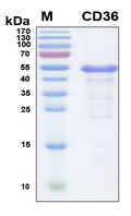CD36 Protein - SDS-PAGE under reducing conditions and visualized by Coomassie blue staining