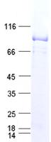 CD36 Protein